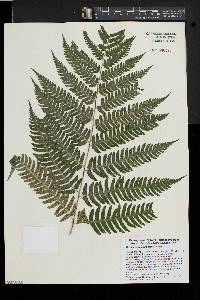 Dryopteris goldieana image