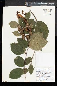 Betula alleghaniensis image