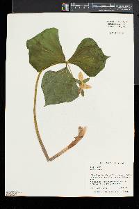 Trillium flexipes image