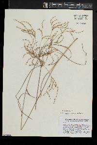 Juncus anthelatus image