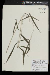 Muhlenbergia tenuiflora image