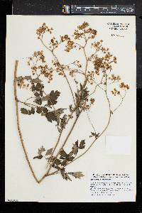 Thalictrum pubescens image