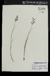 Juncus articulatus image