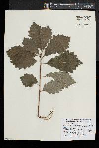 Quercus prinoides image