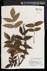 Juglans cinerea image