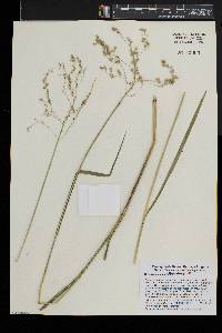 Glyceria canadensis image