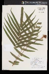 Pteris vittata image
