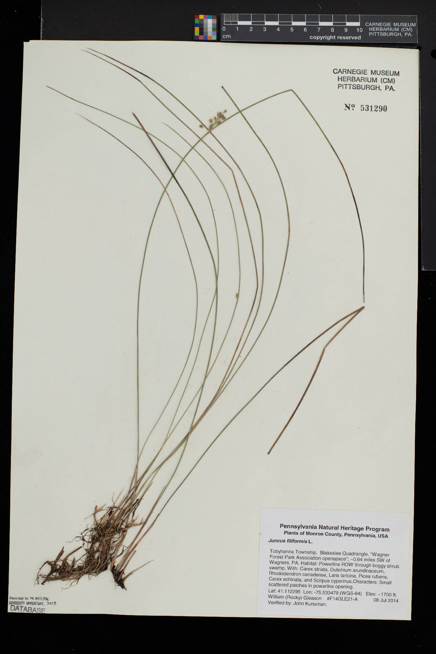 Juncus filiformis image