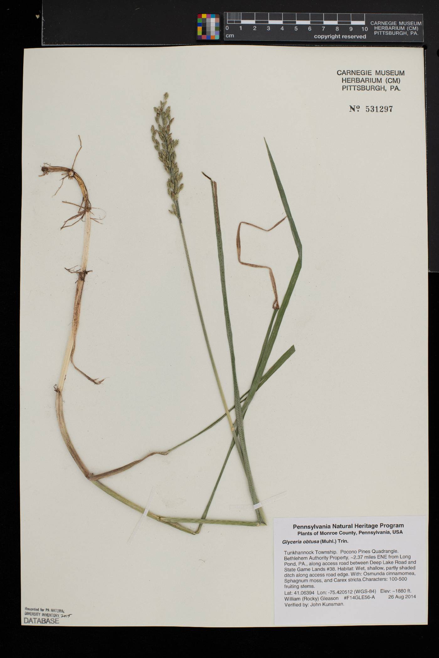 Glyceria obtusa image