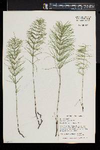 Equisetum pratense image