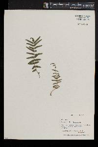 Pteris cretica image