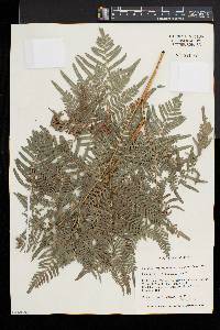 Pteridium aquilinum subsp. pseudocaudatum image