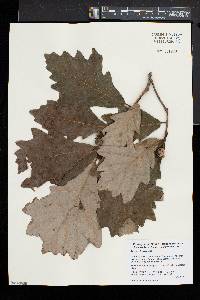 Quercus bicolor image