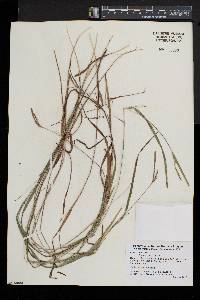 Carex grisea image