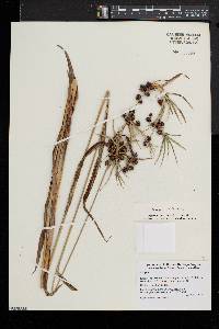 Scirpus hattorianus image