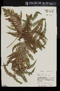 Athyrium asplenioides var. cyclosorum image