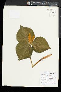 Trillium luteum image