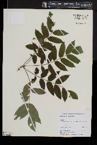 Sorbus decora image