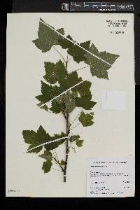 Ribes americanum image