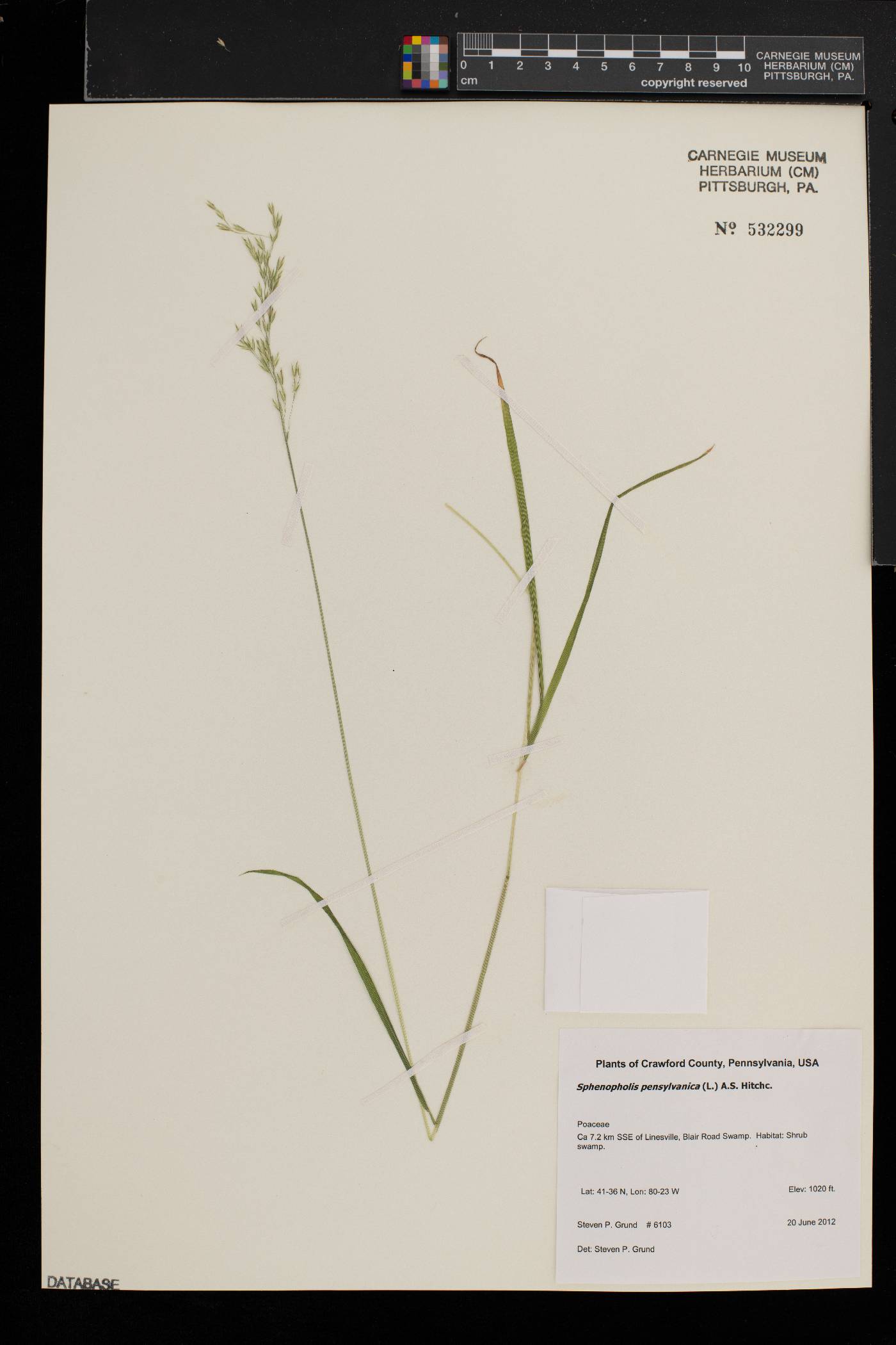 Sphenopholis pensylvanica image