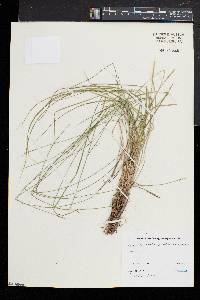 Carex atlantica subsp. capillacea image