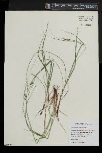 Carex swanii image