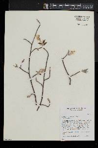 Amelanchier canadensis image