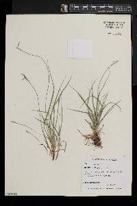 Carex lucorum image