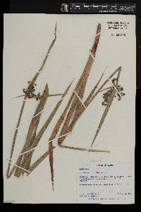 Cyperus platycaulis image