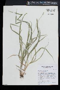 Carex cephaloidea image