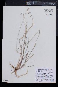 Poa cuspidata image