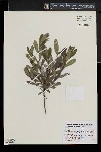 Myrica gale image