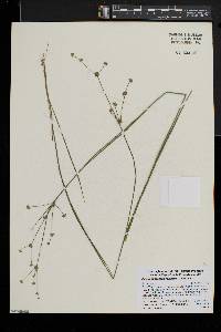 Juncus subcaudatus image