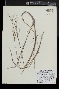 Juncus brevicaudatus image