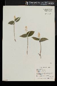 Maianthemum canadense image