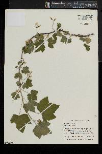 Ribes americanum image