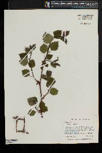 Crataegus pennsylvanica image