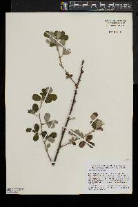 Rubus cuneifolius image