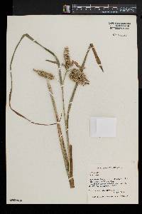 Carex comosa image