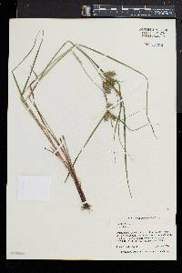 Carex baileyi image