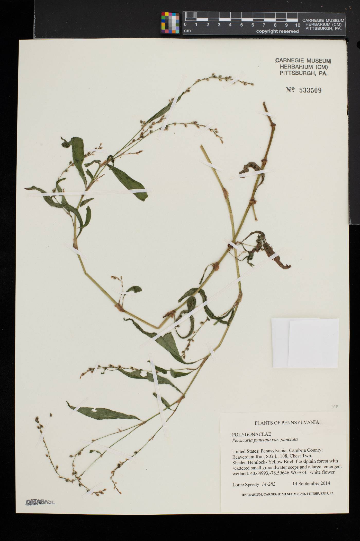 Persicaria punctata var. punctata image