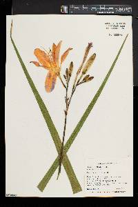 Hemerocallis fulva image