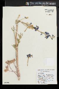 Delphinium andersonii image