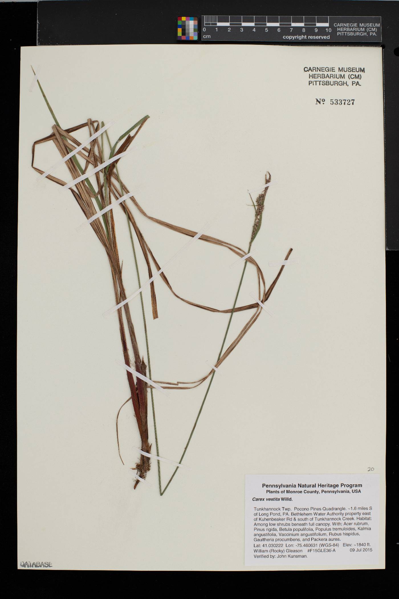 Carex vestita image