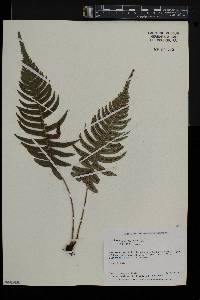 Blechnum occidentale image