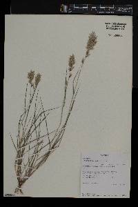 Eragrostis patens image