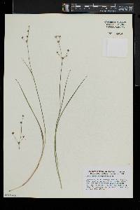 Juncus brevicaudatus image