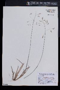 Poa cuspidata image