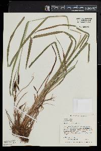 Carex shortiana image