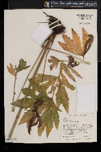 Filipendula rubra image